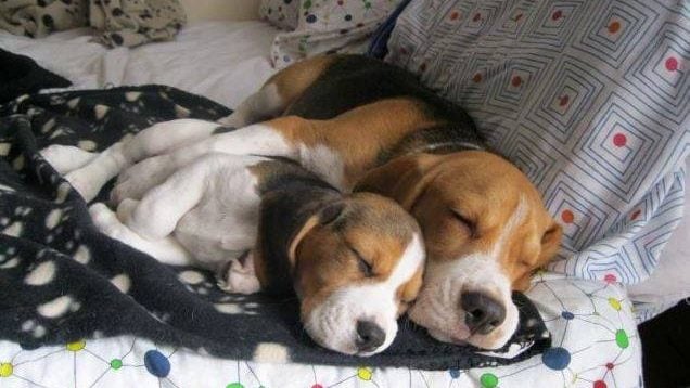 How many puppies do beagles have?