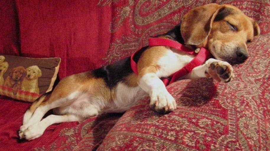 How Much Sleep Does a Beagle Need? (11 Beagle Sleep Tips)