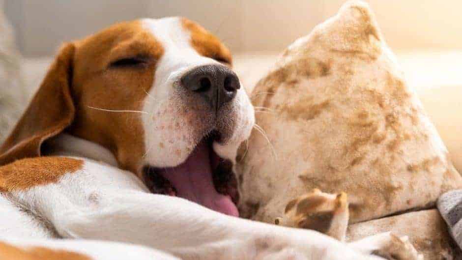 How Much Sleep Does a Beagle Need? (11 Beagle Sleep Tips)