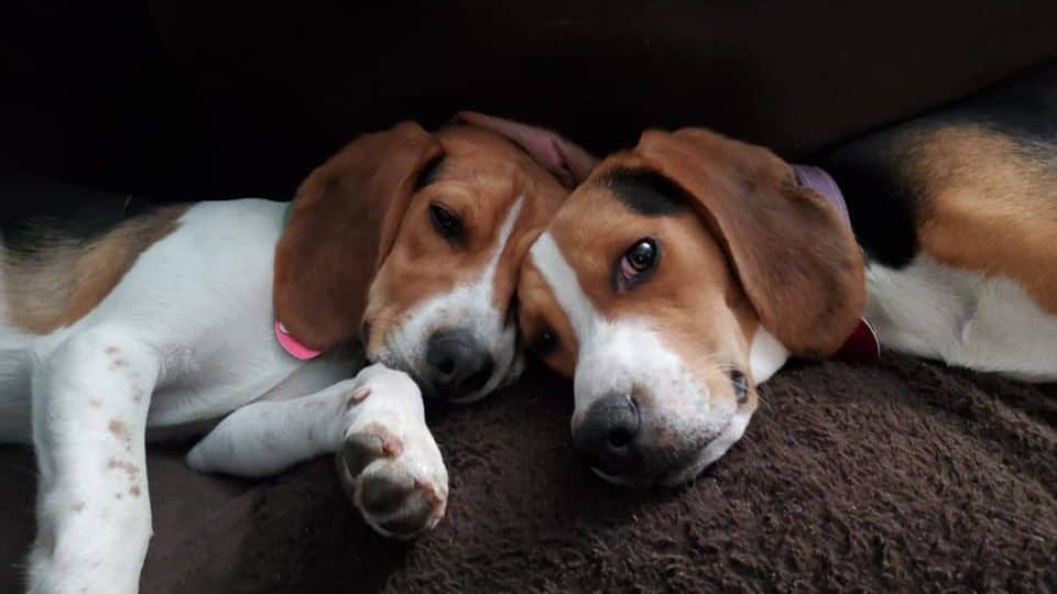 How Much Sleep Does a Beagle Need? (11 Beagle Sleep Tips)