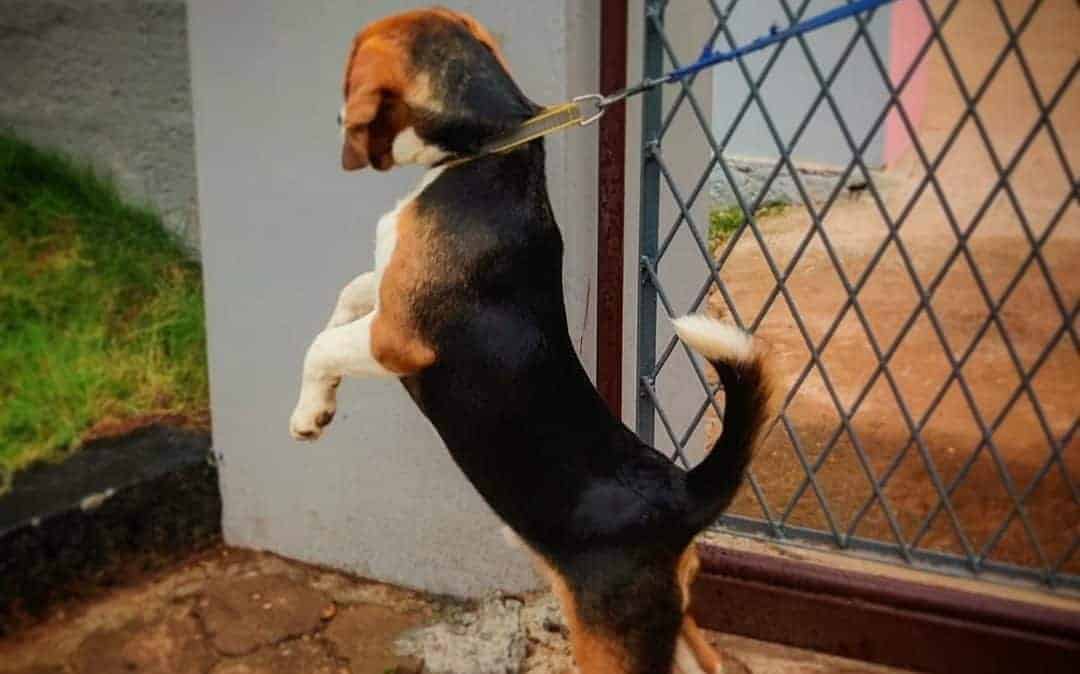 How to Stop Your Beagle From Pulling on the Leash (Solved!)