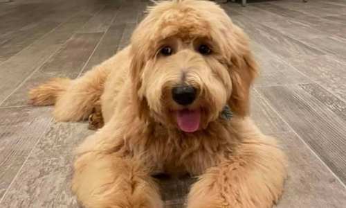 Why Is My Goldendoodle Shedding? (Key Factors)