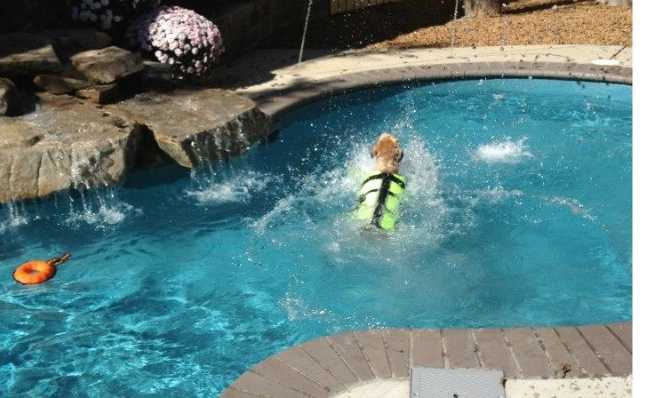 Do Wheaten Terriers Like To Swim?