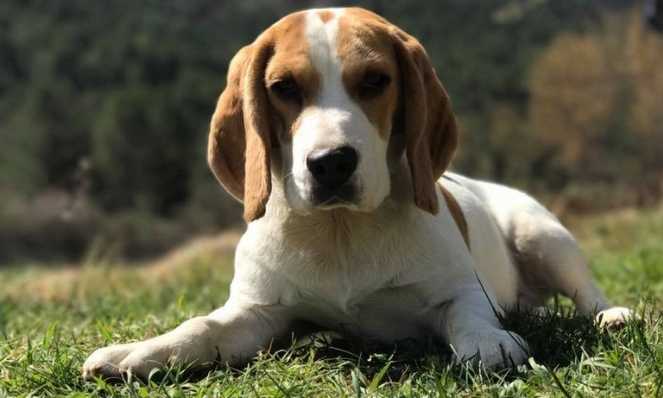 Can a beagle be left alone? Managing Separation Anxiety