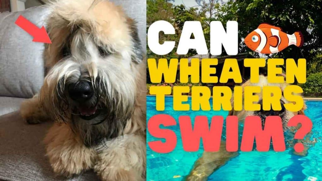 Do Wheaten Terriers Like To Swim? (Answered!) Yolo Pooch