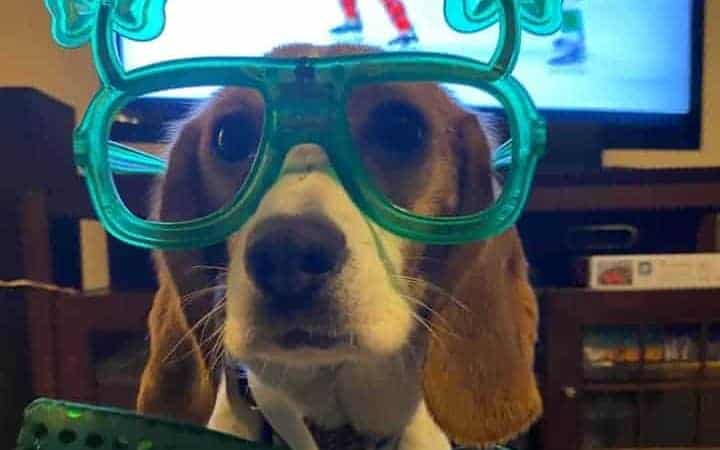 12 Reasons A Beagle Makes A Good Family Dog