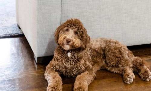 Why Is My Goldendoodle Shedding? (Key Factors)