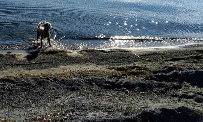 Do Wheaten Terriers Like To Swim?