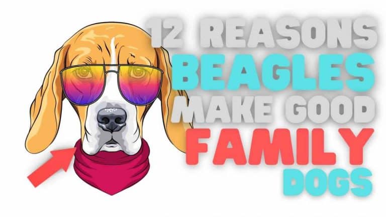 12 Reasons A Beagle Makes A Good Family Dog