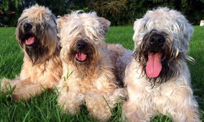 Do Wheaten Terriers Like To Swim?