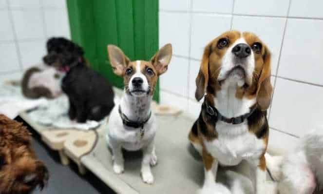 Can a beagle be left alone? Managing Separation Anxiety