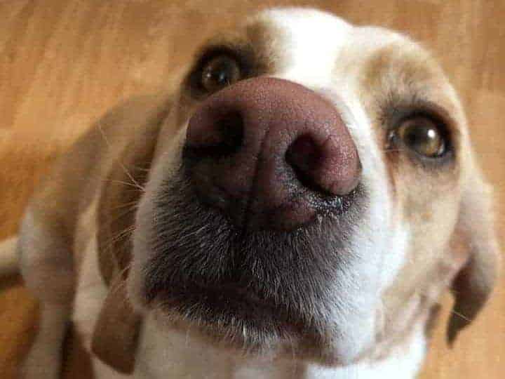 12 Reasons A Beagle Makes A Good Family Dog