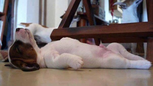 How Much Sleep Does a Beagle Need? (11 Beagle Sleep Tips)