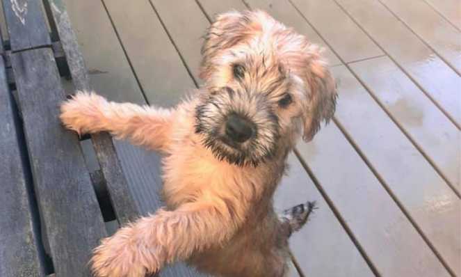 Do Wheaten Terriers Like To Swim?