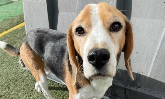 Can a beagle be left alone? Managing Separation Anxiety