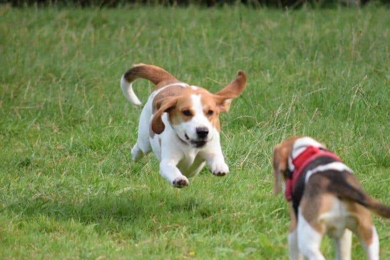 Beagle’s Who Hold World Records (Must-See!)