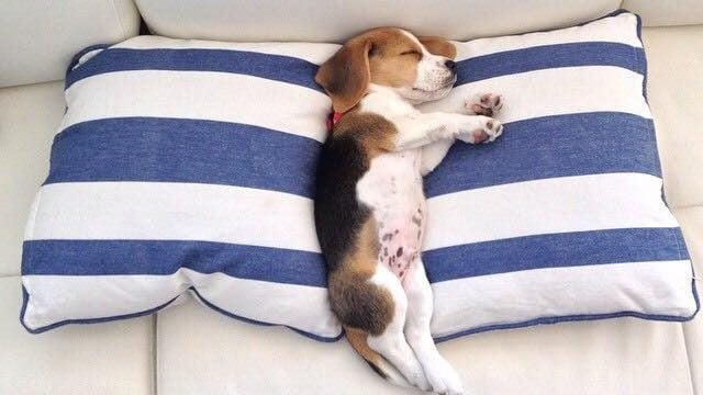 How Much Sleep Does a Beagle Need? (11 Beagle Sleep Tips)