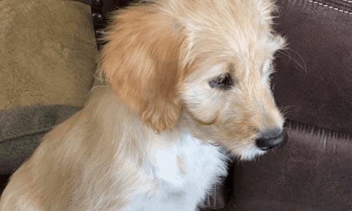 Why Is My Goldendoodle Shedding? (Key Factors)