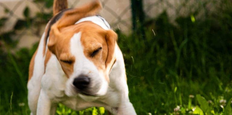 How to Stop Reverse Sneezing in Beagles & Why They Do It