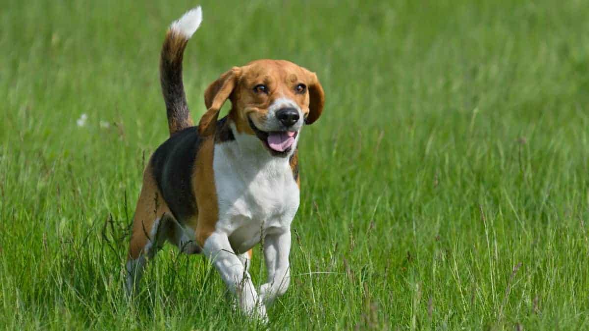 Ultimate Guide to the Great Dane Beagle Mix (BeDane's)