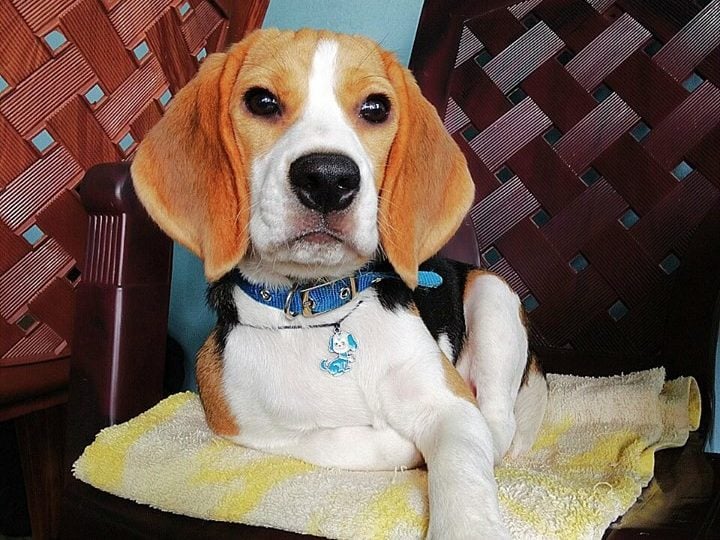 How Much Sleep Does a Beagle Need? (11 Beagle Sleep Tips)