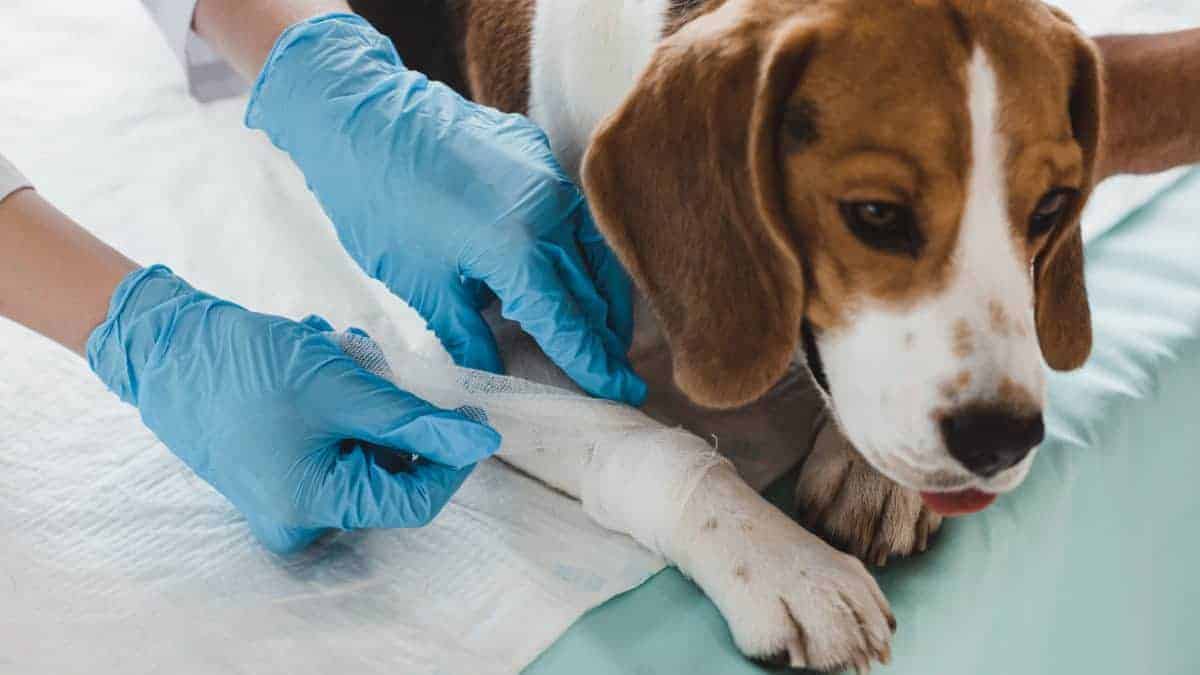 Why do Beagles smell like corn chips? (Explained!)