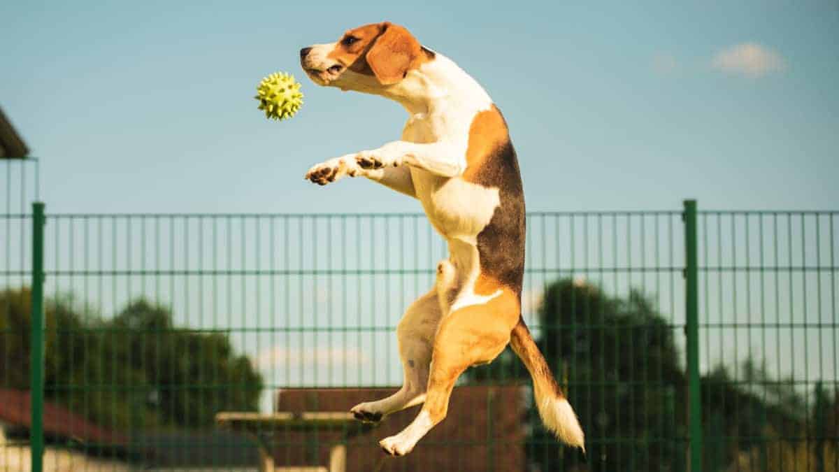 Can Beagles Climb Fences? (Answered)