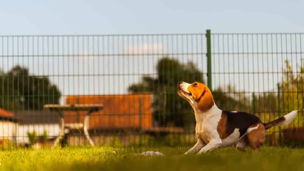 Can Beagles Climb Fences? (Answered) Yolo Pooch