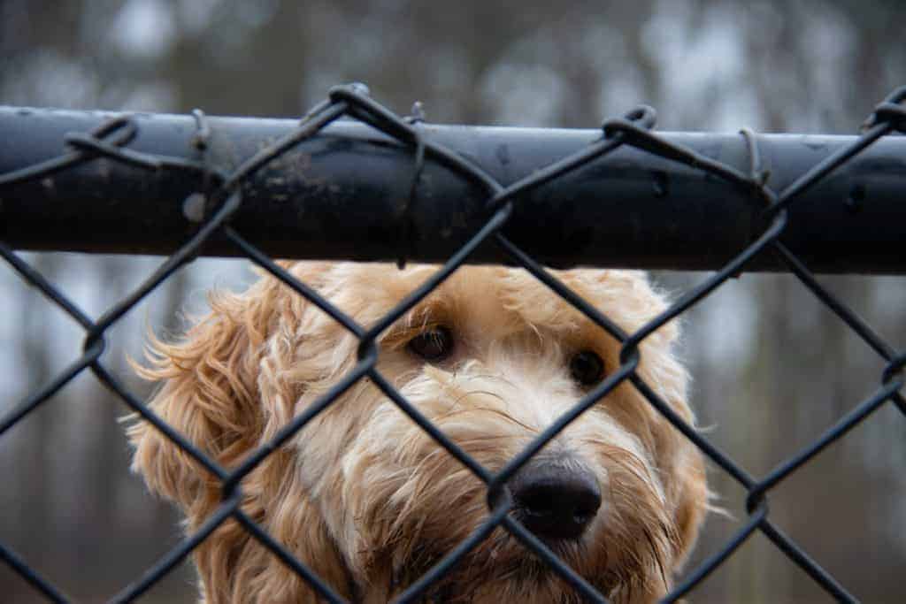 Why Is My Goldendoodle Shedding? (Key Factors)