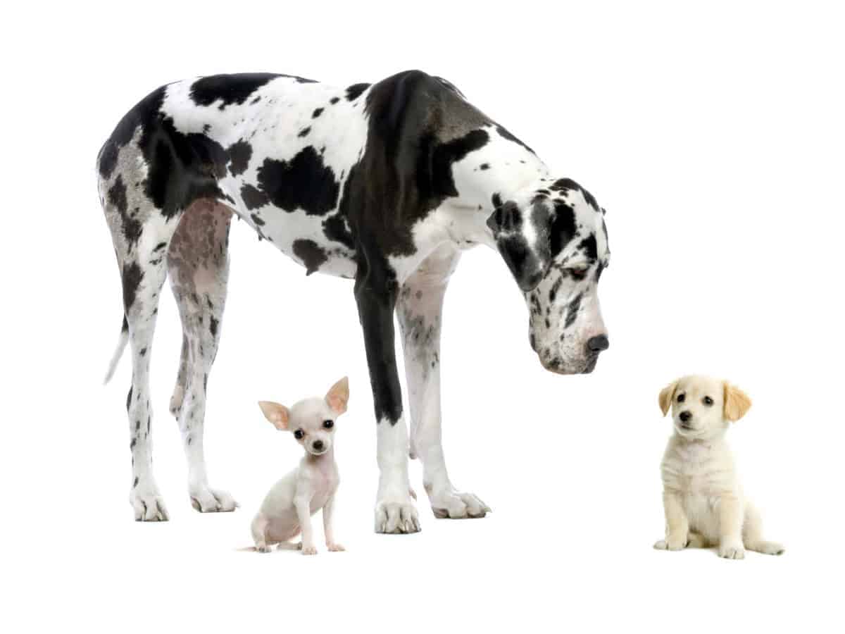 Ultimate Guide to the Great Dane Beagle Mix (BeDane's)