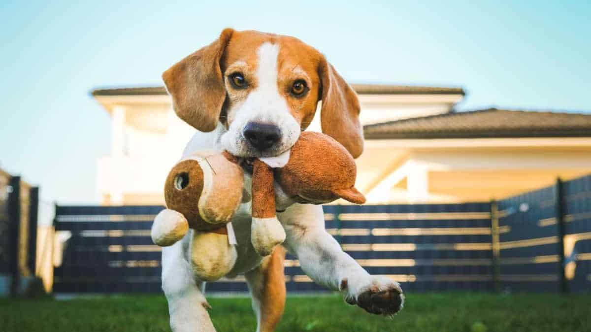 How to Stop Your Beagle From Pulling on the Leash (Solved!)