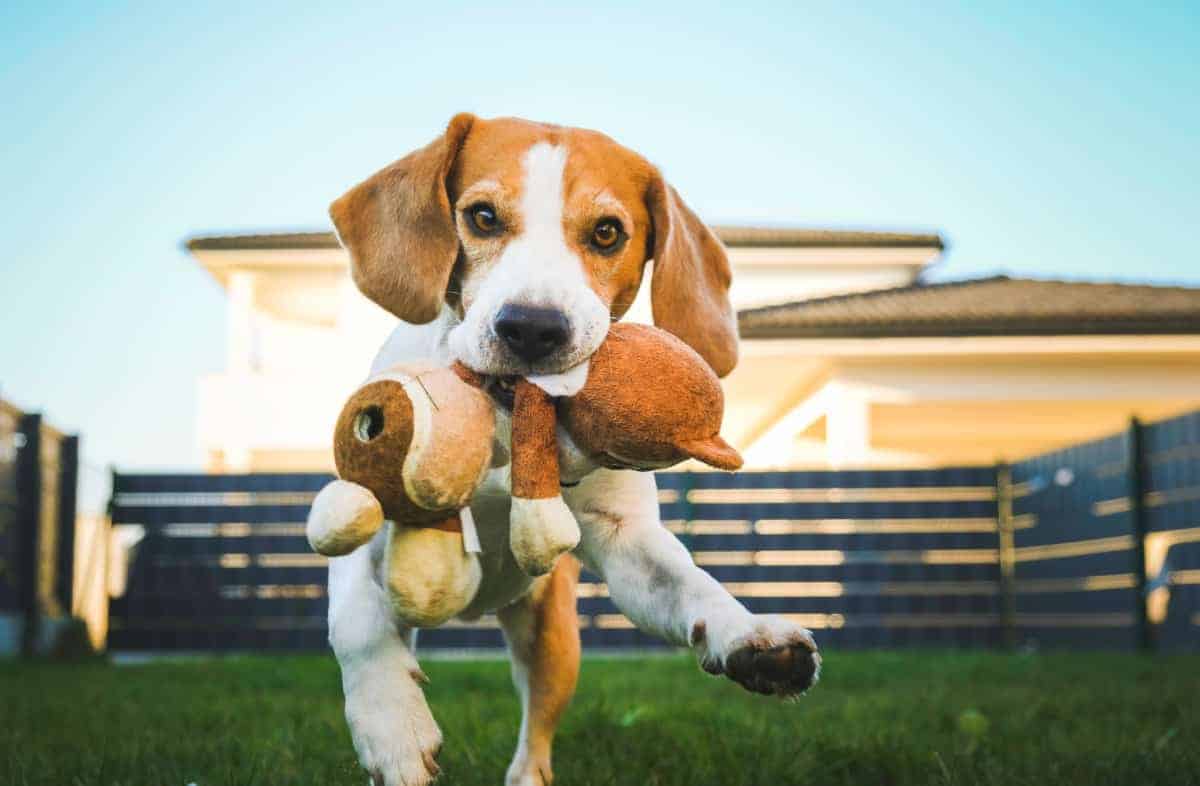 beagle climbing fence