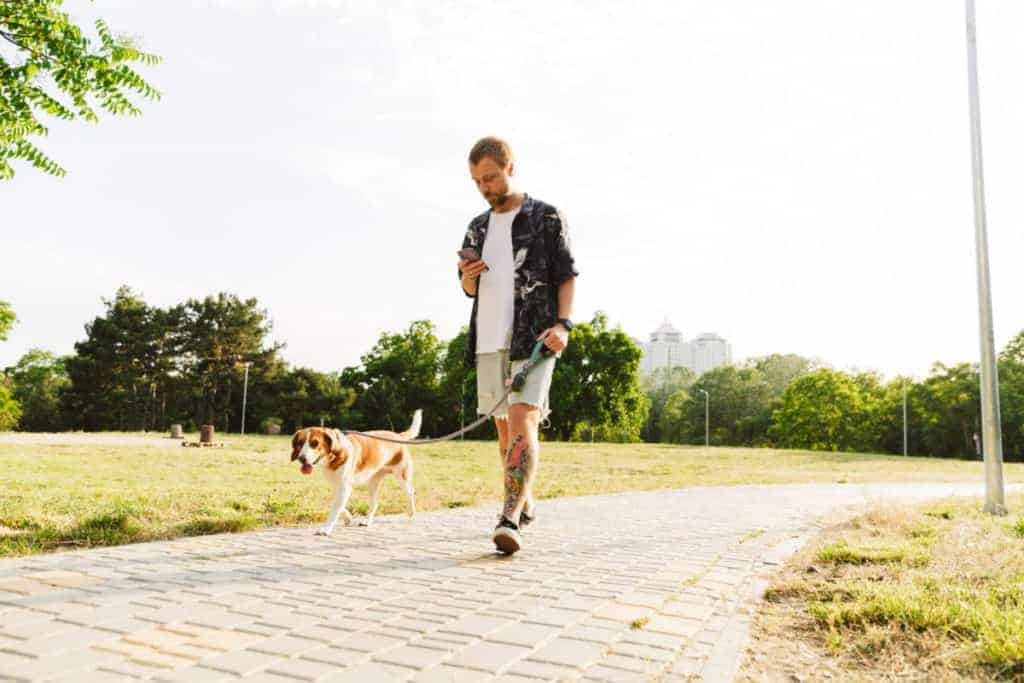 beagle pulling on lead