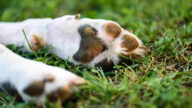 Why do Beagles smell like corn chips? (Explained!) - Yolo Pooch