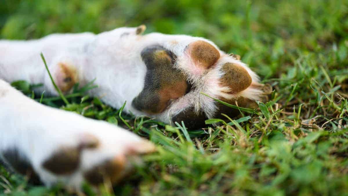 Why do Beagles smell like corn chips? (Explained!)