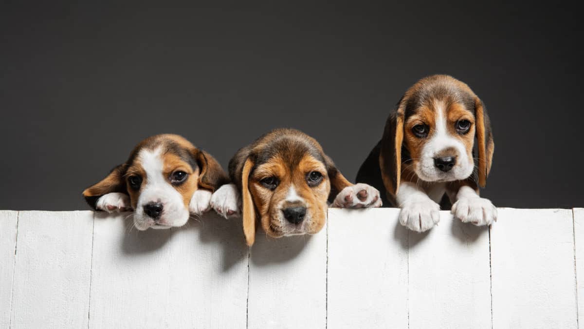 Can Beagles Climb Fences? (Answered)