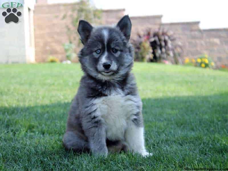 what is the temperament of a pomsky