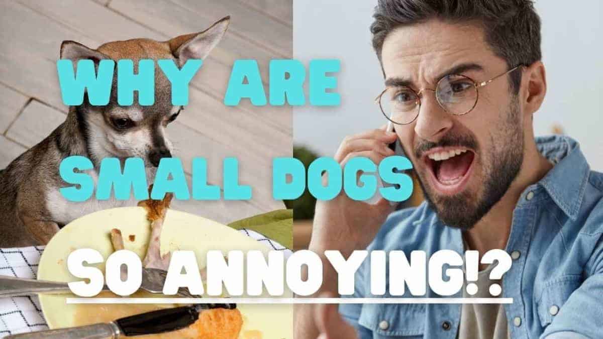 why-are-small-dogs-so-annoying-yolo-pooch