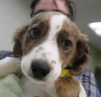 Great Pyrenees Beagle Mix (Must know insight)