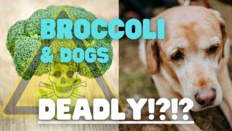 Can my dog eat broccoli?
