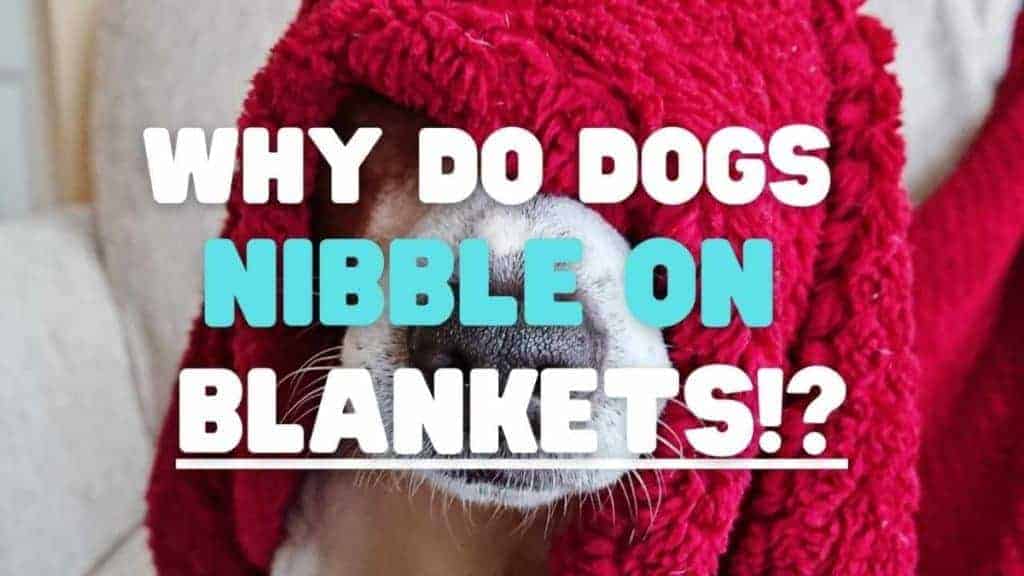 5 Reasons Why Dogs Nibble on Blankets Yolo Pooch