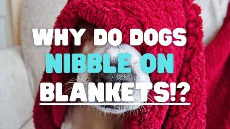 5 Reasons Why Dogs Nibble on Blankets
