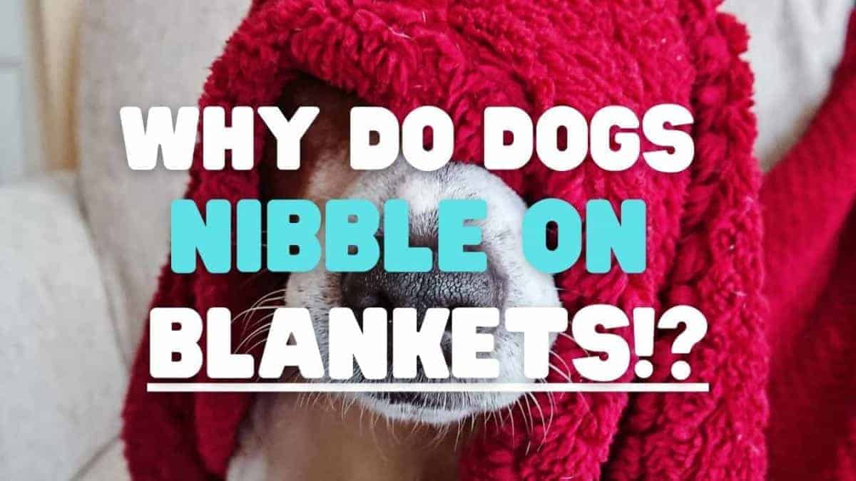 Why Do Dogs Nibble On Blankets