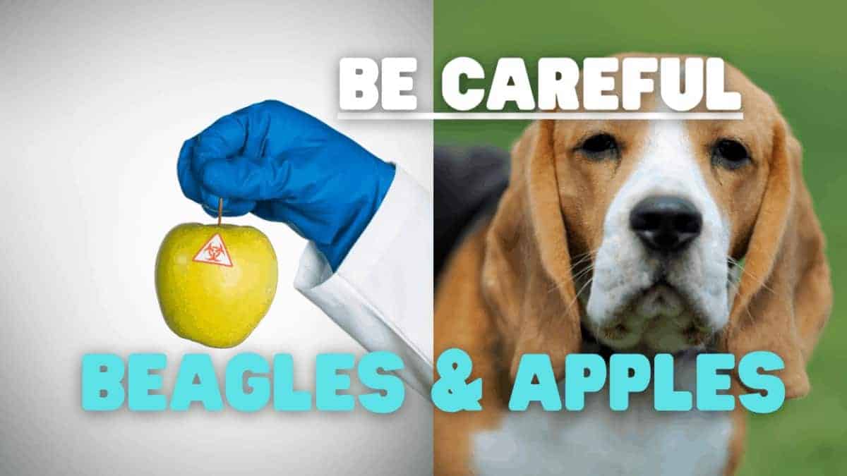Can Beagles Eat Apples?