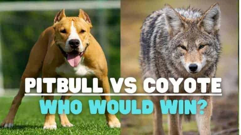 Can a Pitbull Kill a Coyote?