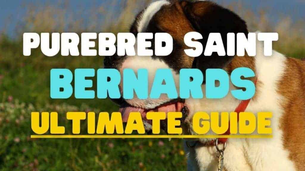 How To Identify a Purebred Saint Bernard