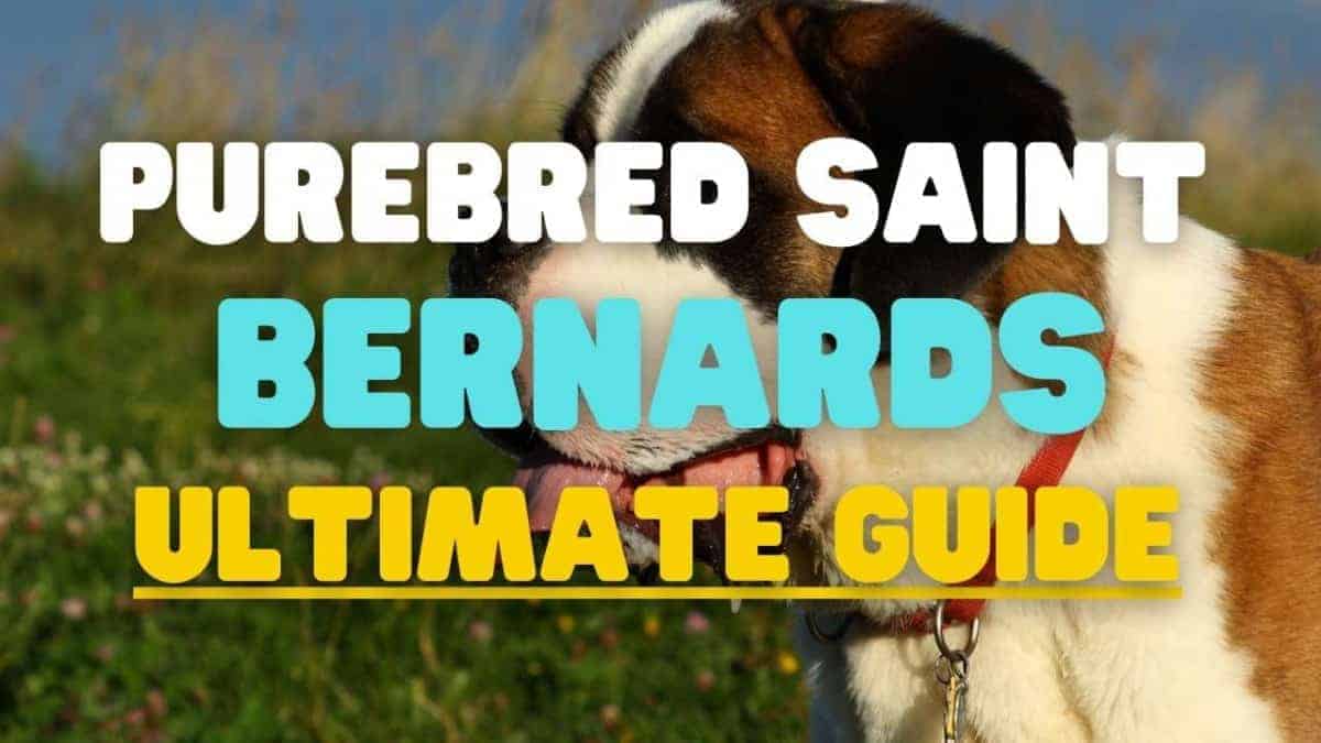 How To Identify a Purebred Saint Bernard