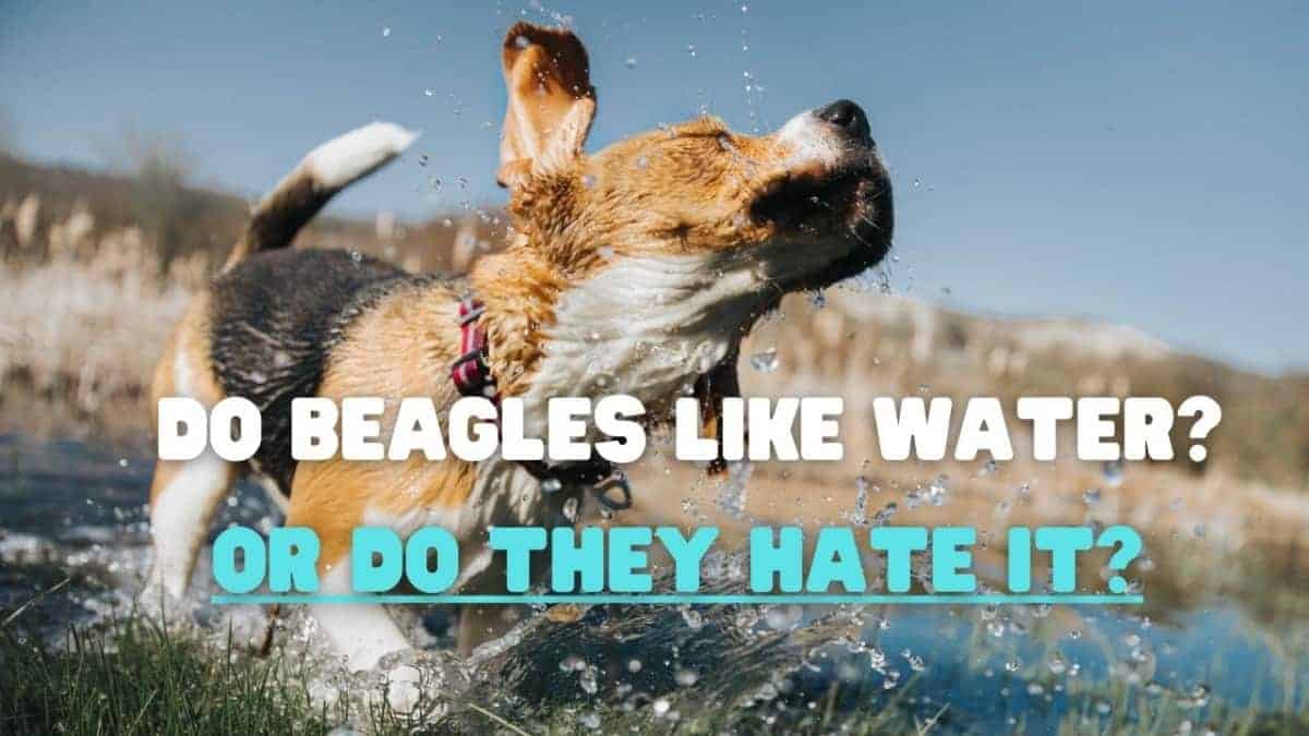 are beagles good swimmers