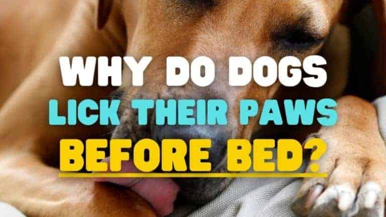 Why Do Dogs Lick Their Paws Before Going To Sleep?