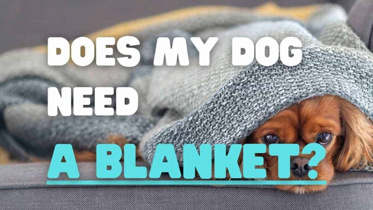 Does my dog need a blanket at night? (ANSWERED!)